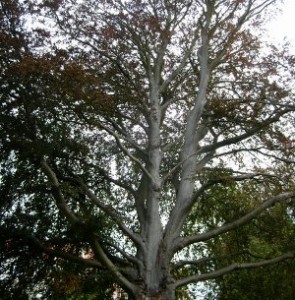 baum Ein großer Baum für die Fantasiereise.